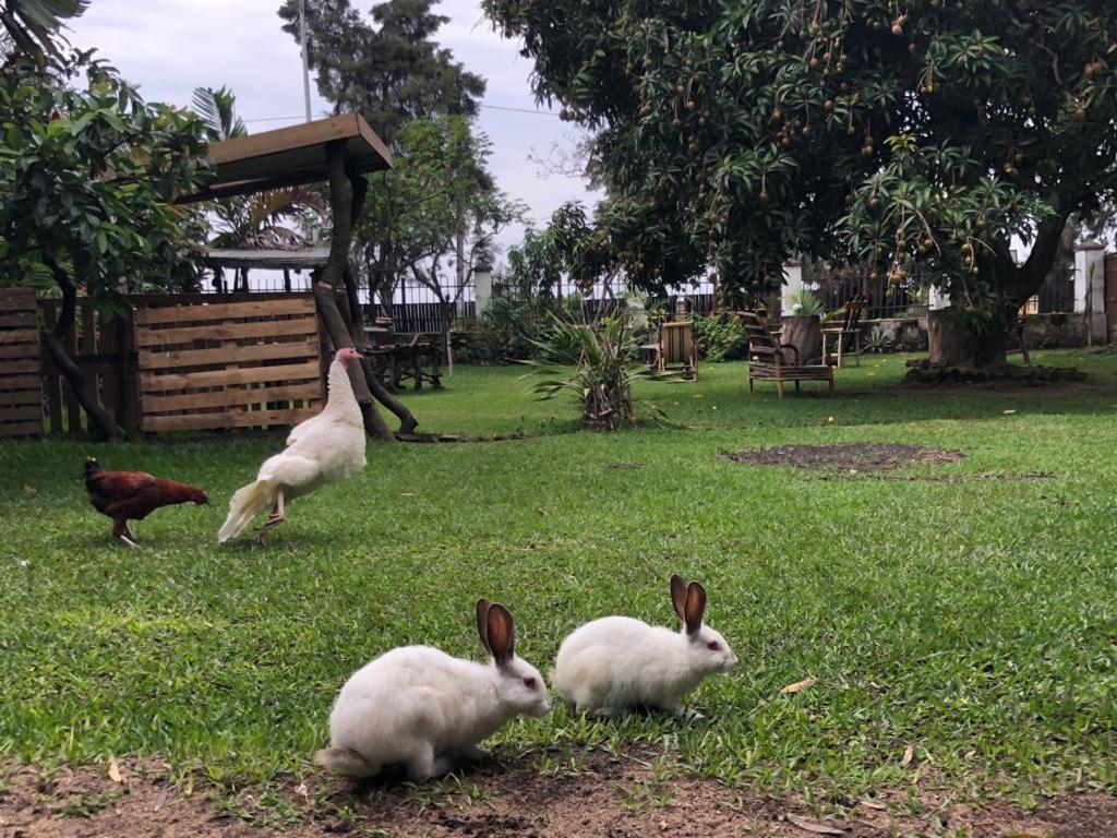 Kivu Beach Garden Gisenyi Exteriér fotografie